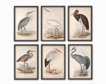 Conjunto de impresión de pájaro antiguo Conjunto de impresión de arte de pájaro Impresiones vintage Decoración de pájaro Póster de impresión de arte natural Arte de historia natural