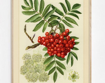 Stampa artistica di bacche di sorbo, arte murale per cucina, stampa di illustrazioni botaniche antiche, decorazioni per la cucina