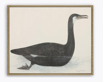 Cormorant Bird Print, Bird Painting Print, Vintage Reproduction Print