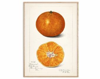 Orange Fruit Print, Antique Fruit Botanical Art, Kitchen Poster, Giclee, Art