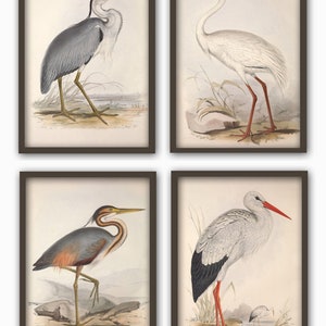 Pode incluir: Conjunto de quatro ilustra&ccedil;&otilde;es vintage de diferentes tipos de p&aacute;ssaros. As ilustra&ccedil;&otilde;es est&atilde;o em uma paleta de cores suaves e apresentam uma gar&ccedil;a-azul, uma gar&ccedil;a-branca, uma gar&ccedil;a-roxa e uma cegonha branca.