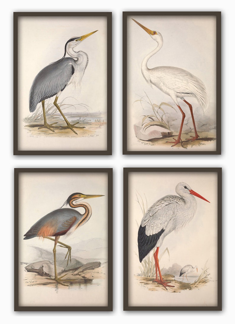 Pode incluir: Conjunto de quatro ilustra&ccedil;&otilde;es vintage de diferentes tipos de p&aacute;ssaros. As ilustra&ccedil;&otilde;es est&atilde;o em uma paleta de cores suaves e apresentam uma gar&ccedil;a-azul, uma gar&ccedil;a-branca, uma gar&ccedil;a-roxa e uma cegonha branca.