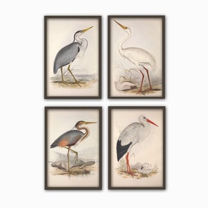 Pode incluir: Conjunto de quatro ilustra&ccedil;&otilde;es vintage de diferentes tipos de aves, incluindo uma gar&ccedil;a cinzenta, uma gar&ccedil;a branca, uma gar&ccedil;a roxa e uma cegonha branca. As ilustra&ccedil;&otilde;es s&atilde;o de estilo cl&aacute;ssico com detalhes precisos e est&atilde;o emolduradas em castanho.