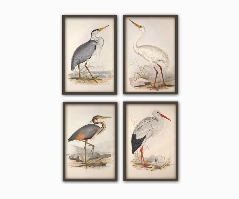 Pode incluir: Conjunto de quatro ilustra&ccedil;&otilde;es vintage de diferentes tipos de aves, incluindo uma gar&ccedil;a cinzenta, uma gar&ccedil;a branca, uma gar&ccedil;a roxa e uma cegonha branca. As ilustra&ccedil;&otilde;es s&atilde;o de estilo cl&aacute;ssico com detalhes precisos e est&atilde;o emolduradas em castanho.