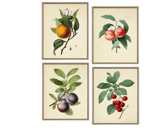 Obst Kunstdruck, Antike Botanische Kunst, Küchenposter Set, Orangenbaum, Pflaume, Pfirsich, Kirsche, Giclee, Kunst