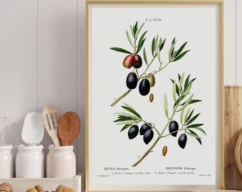 Olive Branch, Fruit Art Print, Kitchen Poster, Antique Botanical Illustration Print
