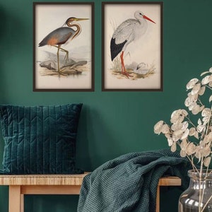 Pode incluir: Quatro impress&otilde;es emolduradas de diferentes esp&eacute;cies de aves, incluindo uma gar&ccedil;a, uma cegonha e outras duas aves. As impress&otilde;es s&atilde;o exibidas em uma parede verde com um banco de madeira e uma manta de arremesso na frente.