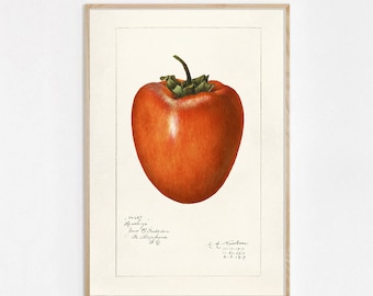 Persimmon Fruit Print, Antique Fruit Botanical Art, Kitchen Poster, Giclee, Art