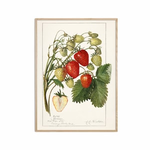Starwberry Fruit Print, Antique Fruit Botanical Art, Kitchen Poster, Giclee, Art