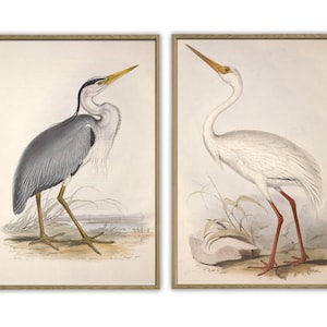 Birds Art Print Set, Wall Art Decor, Heron Pair Print, Heron and Crane Antique Illustration Print, Bird Artwork