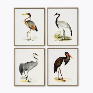 Birds Art Print, Bird Vintage Illustration Print Set of 4 -Art-1009