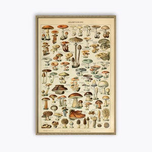 Mushrooms Kitchen Poster, Vintage Botanical Illustration Print