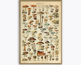 Mushrooms Kitchen Poster, Vintage Botanical Illustration Print