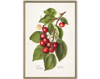 Kirsche Kunstdruck, Antike Obst Botanische Kunst, Kirschküche Poster, Giclee, Kunst