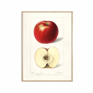 Red Apple Fruit Print, Antique Fruit Botanical Art, Kitchen Poster, Giclee, Art