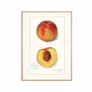 Peach Fruit Print, Antique Fruit Botanical Art, Kitchen Poster, Giclee, Art