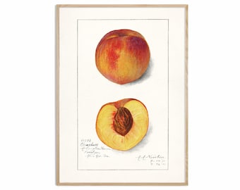 Peach Fruit Print, Antique Fruit Botanical Art, Kitchen Poster, Giclee, Art