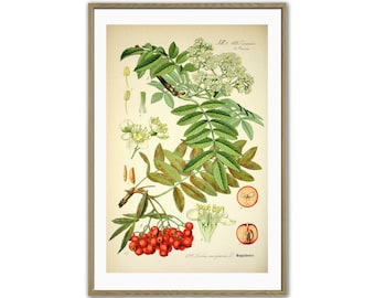 Stampa artistica di bacche di sorbo, arte murale botanica antica, decorazione da cucina