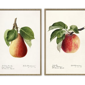Apple and Pear Art Print, Antique Fruit Botanical Art, Apple Kitchen Poster, Giclee, Art
