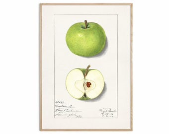 Green Apple Print, Vintage Fruit Botanical Art, Apple Kitchen Poster, Giclee, Art