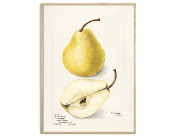 Yellow Pear Fruit Print, Antique Fruit Botanical Art, Kitchen Poster, Giclee, Art