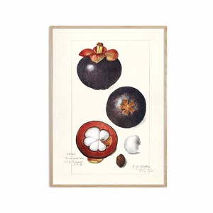 Mangoustans Print, vintage Fruit Botanical Art, Affiche de cuisine, Giclée, Art