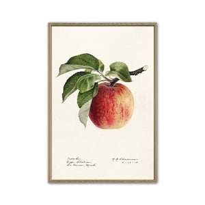 Apple Art Print, Antique Fruit Botanical Art, Apple Kitchen Poster, Giclee, Art
