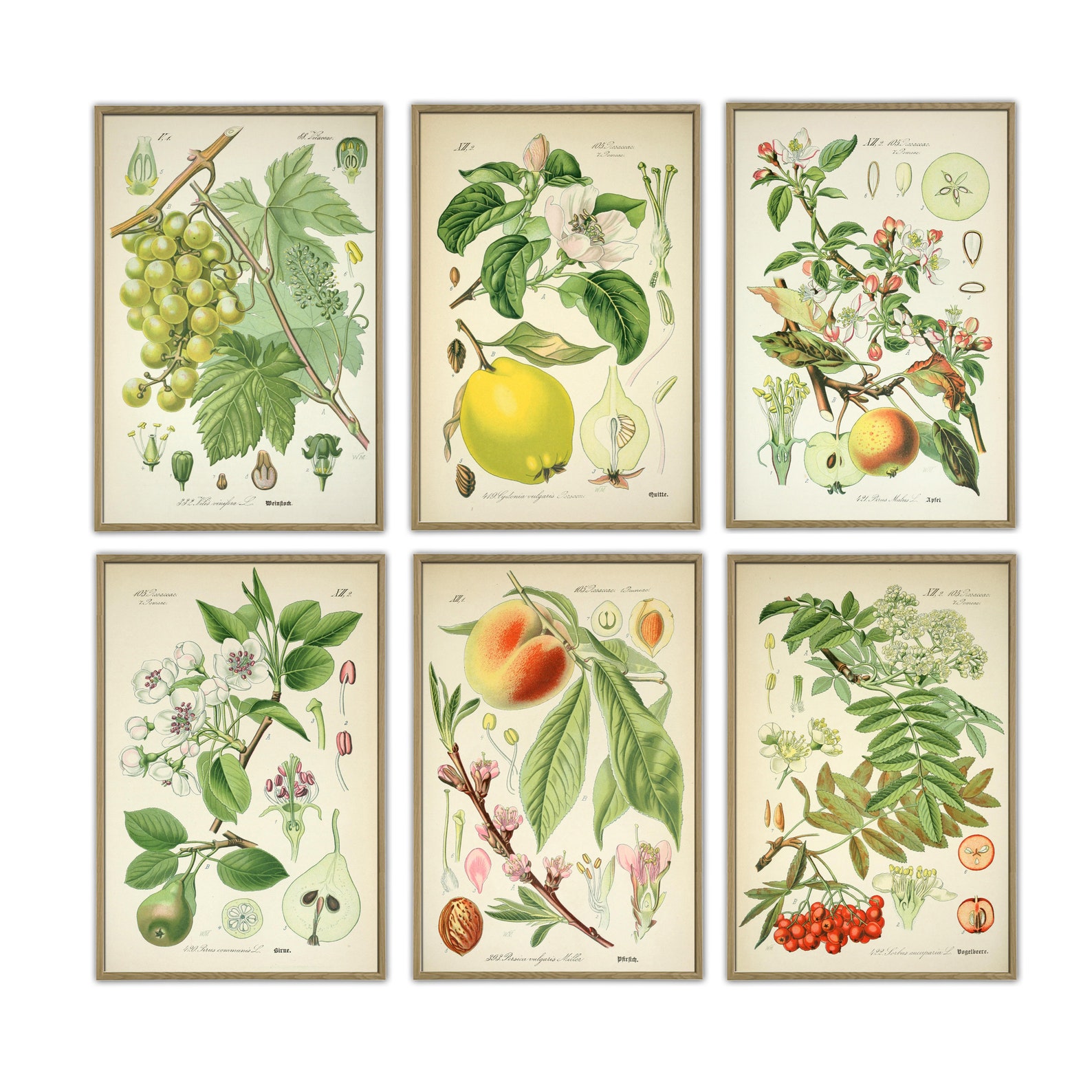 Fruit Kitchen Wall Decor, Vintage Botanical Illustration Print Set of 6 ...