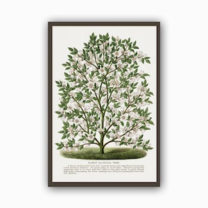 Magnolia Tree Art Print, Kitchen Wall Art, Antique Botanical Illustration Print, Kitchen Decor