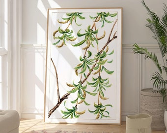 Willow Tree Botanical Print, Watercolor Painting, Nature Wall Art