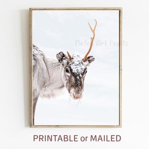 Reindeer Winter Nordic Print, Deer in Snow Scandinavian Printable or Mailed Wall Art, Christmas Wall Decor, Wildlife Winter Animal Photo