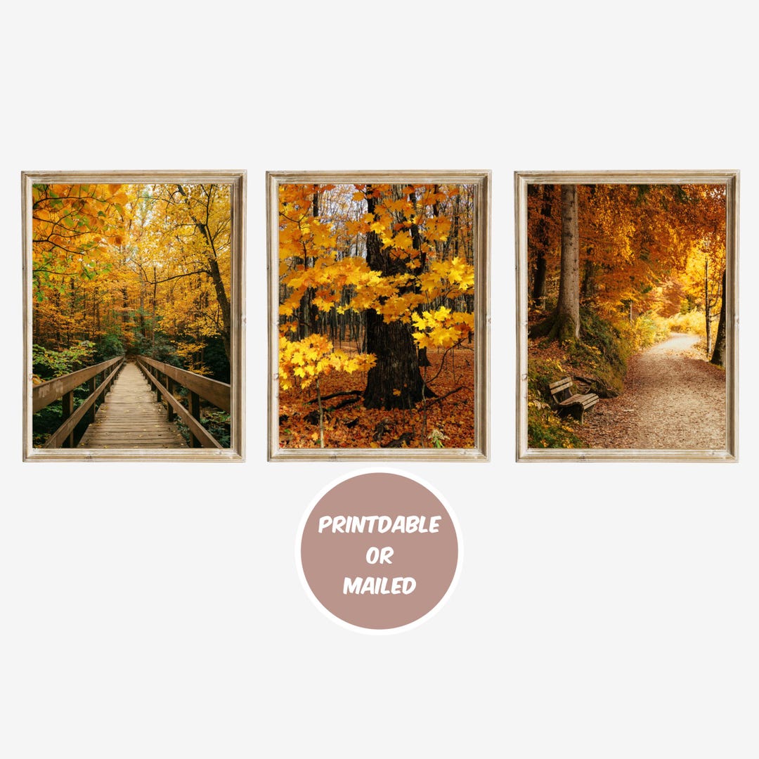 Fall Forest Vibrant Photo Set of 3 Printable or Mailed, Autumn ...