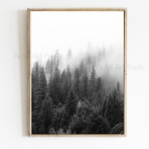 Puede incluir: Una fotografía en blanco y negro de un bosque con niebla que se desplaza por los árboles. Los árboles son altos y delgados, y la niebla le da a la imagen una sensación misteriosa y etérea.