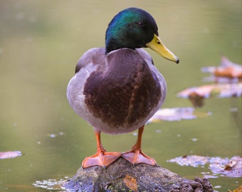 Mallard Duck Print, Bird Photography, Duck Photographs, Wildlife Prints, Mallard Home Decor, Nature Gifts, Waterfowl Photos, Hunters Photos