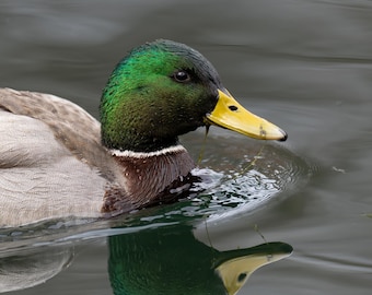Mallard Duck Print, Bird Photography, Duck Photographs, Wildlife Photos, Duck Home Decor, Nature Gifts, Mallard Ducks, Wildlife Pictures