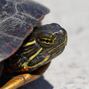 Painted Turtle Print, Reptile Photography, Turtle Photographs, Wildlife Photos, Turtle Home Decor, Nature Gifts, Turtles, Nature Prints
