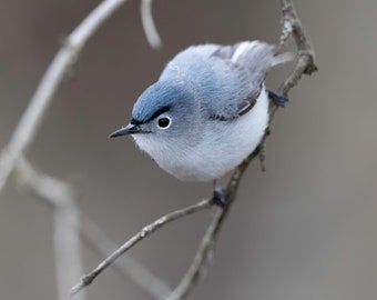 Blue-gray Gnatcatcher Print, Bird Photography, Gnatcatcher Photographs, Wildlife Photos, Bird Home Decor, Nature Gifts, Spring Migrants,