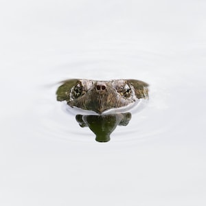 Snapping Turtle Print, Turtle Photography, Turtle Photographs, Wildlife Photos, Turtle Home Decor, Nature Gifts, Turtle Pictures, Turtle