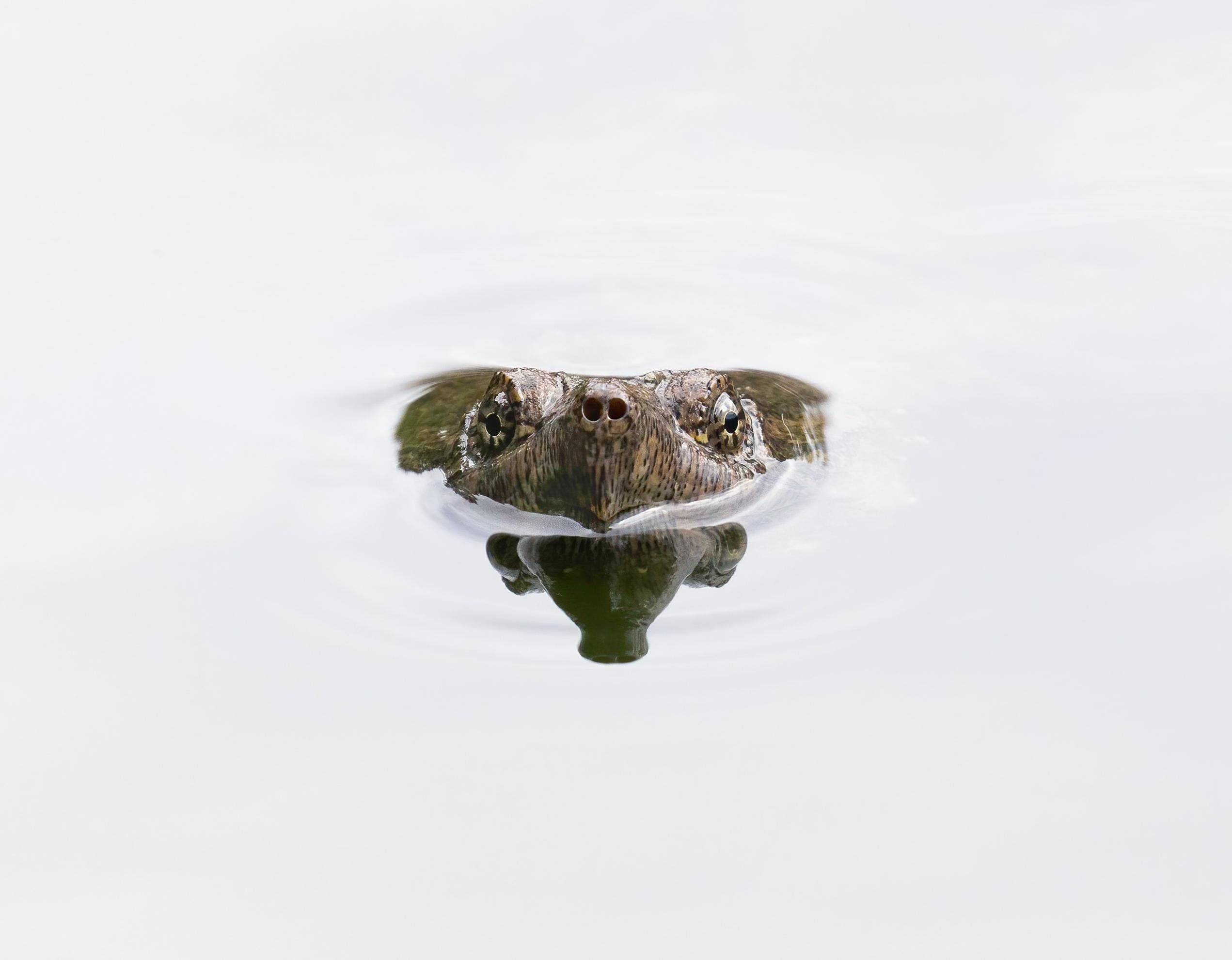 Snapping Turtle Print, Turtle Photography, Turtle Photographs, Wildlife ...