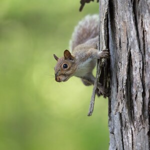 Grey Squirrel Print, Photography, Squirrel Photographs, Wildlife Photos, Squirrel Home Decor, Nature Gifts, Backyard Wildlife, Squirrels