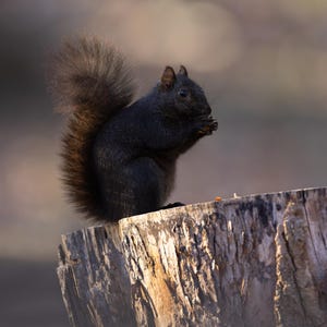 Black Squirrel Print, Animal Photos, Squirrel Photographs, Wildlife Photos, Squirrel Home Decor, Nature Gifts, Squirrels, Wildlife
