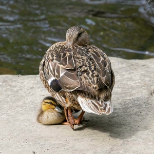 Mallard Duck Print, Bird Photography, Duck Photographs, Wildlife Photos, Duck Home Decor, Nature Gifts, Baby Duck Photos