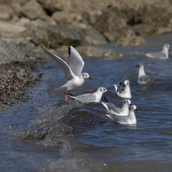 Bonaparte's Gull Print, Bird Photography, Seagull Photographs, Wildlife Print, Gull Home Decor, Nature Gifts, Coastal Bird Photo, Lake Birds