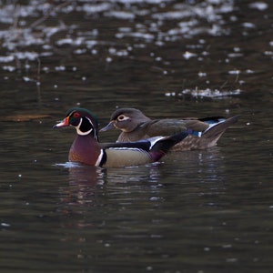 Wood Duck Print, Bird Photography, Duck Photographs, Wildlife Prints, Wood Duck Home Decor, Nature gifts, Waterfowl Photos, Hunters Gifts
