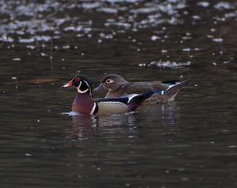 Wood Duck Print, Bird Photography, Duck Photographs, Wildlife Prints, Wood Duck Home Decor, Nature gifts, Waterfowl Photos, Hunters Gifts