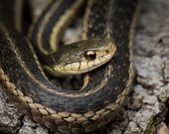 Garter Snake Print, Reptile Photography, Snake Photographs, Wildlife Photos, Snake Home Decor, Nature Gifts, Snake Image, Snake Picture