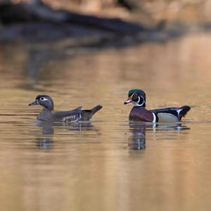 Wood Duck Print, Bird Photography, Wood Duck Photographs, Wildlife Photos, Duck Home Decor, Nature Gifts, Park Ducks, Waterfowl Photos