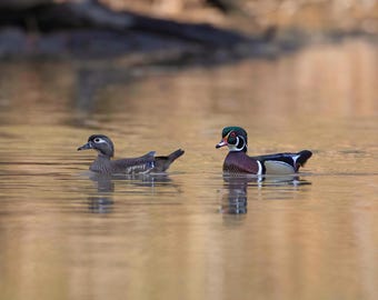 Wood Duck Print, Bird Photography, Wood Duck Photographs, Wildlife Photos, Duck Home Decor, Nature Gifts, Park Ducks, Waterfowl Photos
