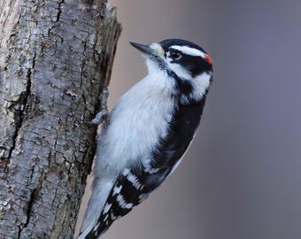 Downy Woodpecker Prints, Bird Photography, Woodpecker Photographs, Wildlife Photos, Woodpecker Home Decor, Nature Gifts, Backyard Bird Photo