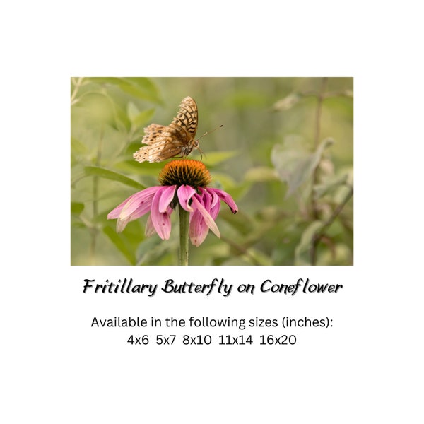 Fritillary butterfly photo wall art, purple coneflower art, butterfly on flower wall art, fine art nature photography, prairie prints